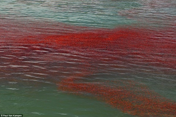 ฝูงกุ้งเคยโผล่ชายฝั่งนิวซีแลนด์ ฝูงกุ้งเคยโผล่ชายฝั่งนิวซีแลนด์