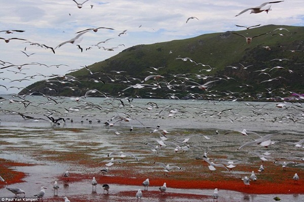 ฝูงกุ้งเคยโผล่ชายฝั่งนิวซีแลนด์ ฝูงกุ้งเคยโผล่ชายฝั่งนิวซีแลนด์