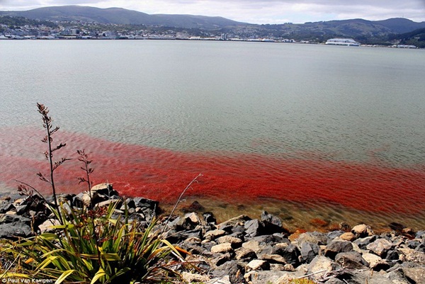 ฝูงกุ้งเคยโผล่ชายฝั่งนิวซีแลนด์ ฝูงกุ้งเคยโผล่ชายฝั่งนิวซีแลนด์