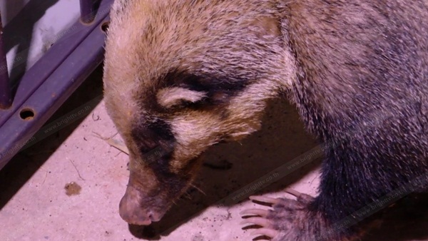 หมูหริ่ง สัตว์หายาก หมูหริ่ง สัตว์หายาก