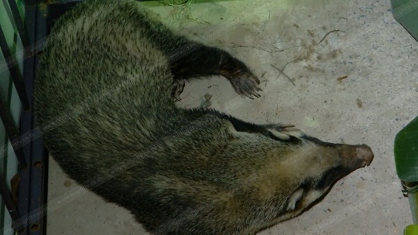 หมูหริ่ง สัตว์หายาก หมูหริ่ง สัตว์หายาก