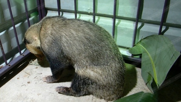 หมูหริ่ง สัตว์หายาก หมูหริ่ง สัตว์หายาก