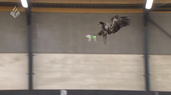 ตำรวจดัตช์ฝึกอินทรีบินโจมตีโดรน ตำรวจดัตช์ฝึกอินทรีบินโจมตีโดรน