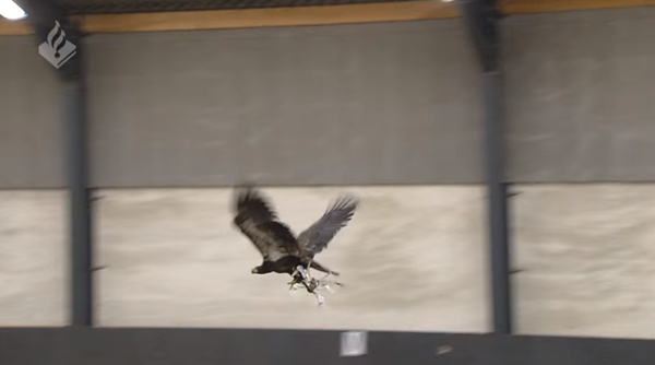 ตำรวจดัตช์ฝึกอินทรีบินโจมตีโดรน ตำรวจดัตช์ฝึกอินทรีบินโจมตีโดรน