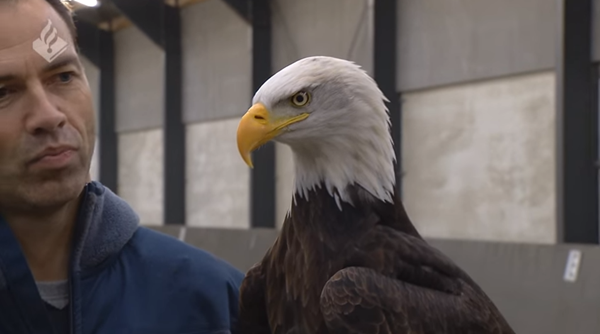 ตำรวจดัตช์ฝึกอินทรีบินโจมตีโดรน ตำรวจดัตช์ฝึกอินทรีบินโจมตีโดรน