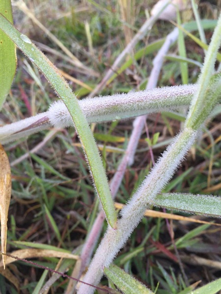 เกิดแม่คะนิ้งขาวโพลน เกิดแม่คะนิ้งขาวโพลน