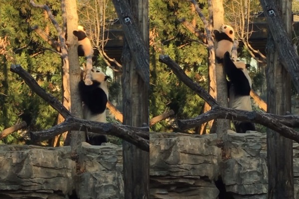 แม่แพนด้าคอยประคองลูกน้อย แม่แพนด้าคอยประคองลูกน้อย