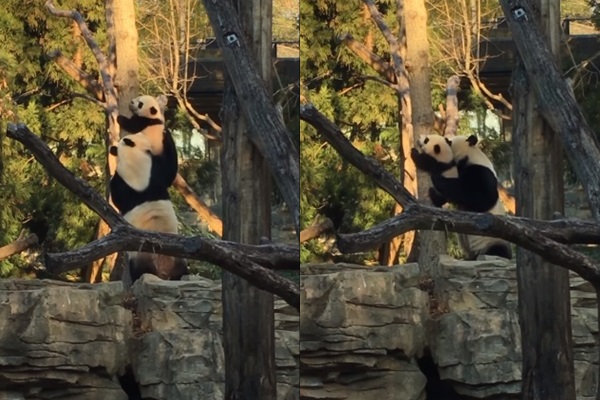 แม่แพนด้าคอยประคองลูกน้อย แม่แพนด้าคอยประคองลูกน้อย