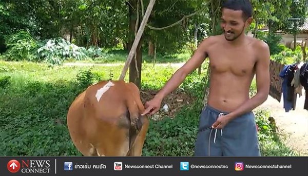 โจรย่องตัดหางวัว โจรย่องตัดหางวัว