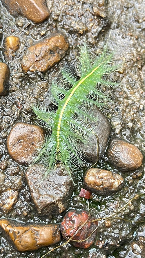 หนอนผีเสื้อบารอน หนอนผีเสื้อบารอน