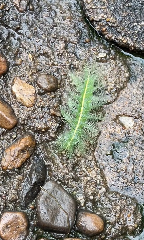 หนอนผีเสื้อบารอน หนอนผีเสื้อบารอน