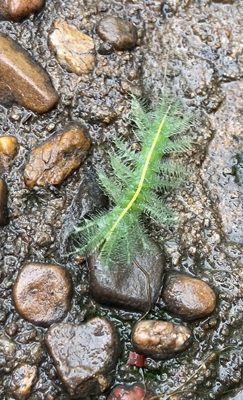 หนอนผีเสื้อบารอน หนอนผีเสื้อบารอน