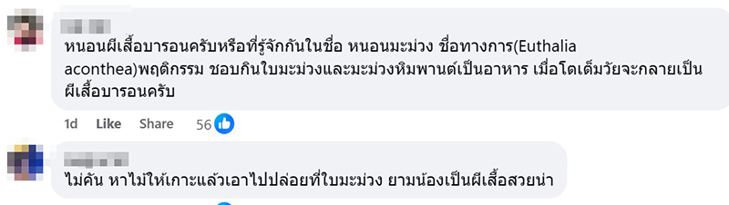 หนอนผีเสื้อบารอน หนอนผีเสื้อบารอน