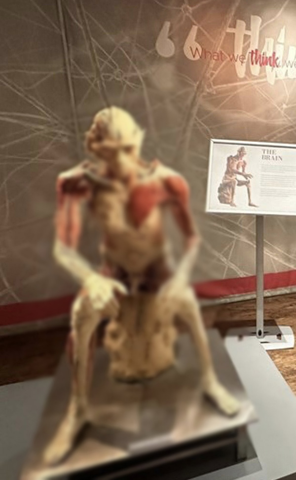 ร่างมนุษย์ ร่างมนุษย์