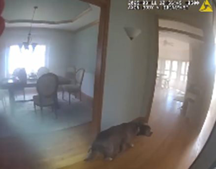 ช่วยสุนัข ช่วยสุนัข