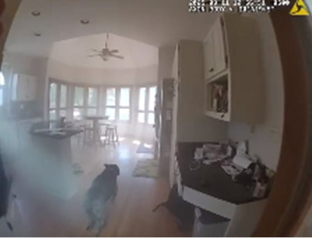 ช่วยสุนัข ช่วยสุนัข