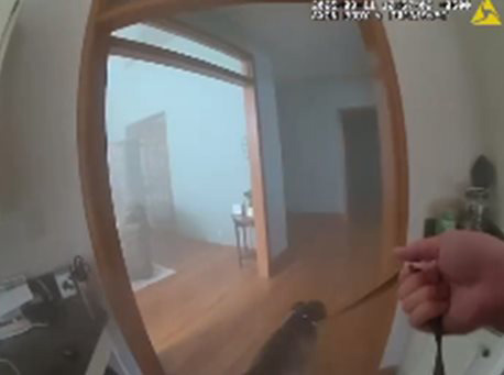 ช่วยสุนัข ช่วยสุนัข