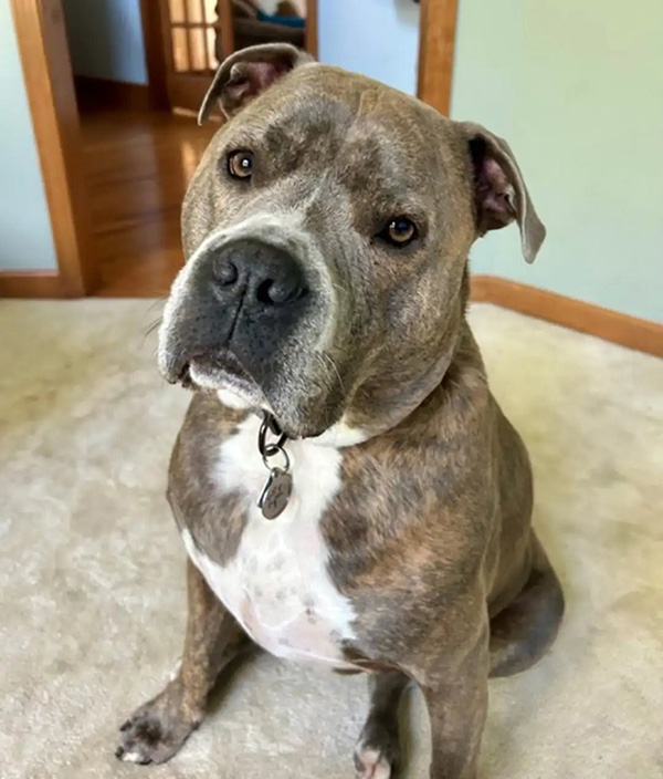 ช่วยสุนัข ช่วยสุนัข