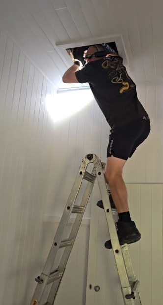 งูในบ้าน งูในบ้าน