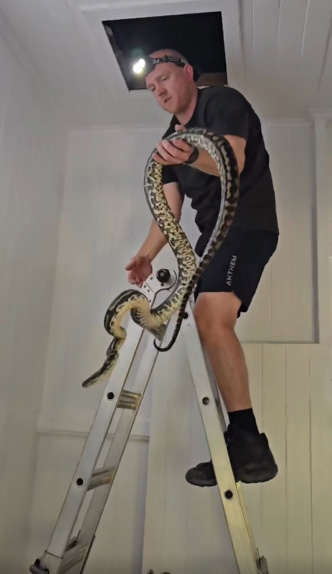 งูในบ้าน งูในบ้าน