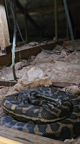 งูในบ้าน งูในบ้าน