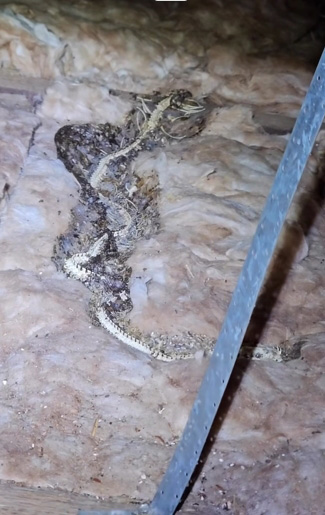 งูในบ้าน งูในบ้าน