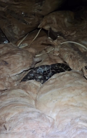 งูในบ้าน งูในบ้าน