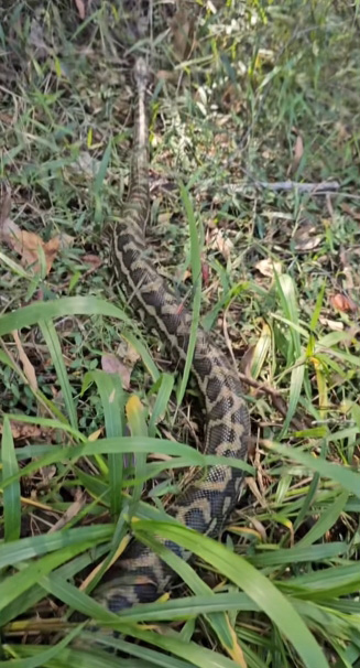 งูในบ้าน งูในบ้าน