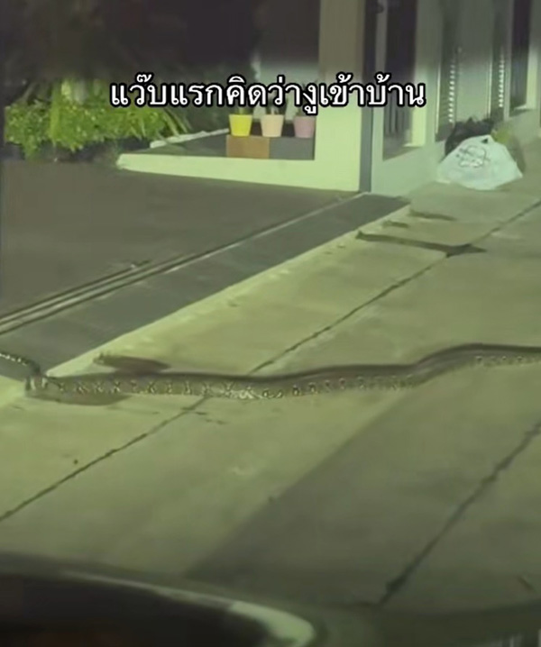 งูเข้าบ้าน งูเข้าบ้าน