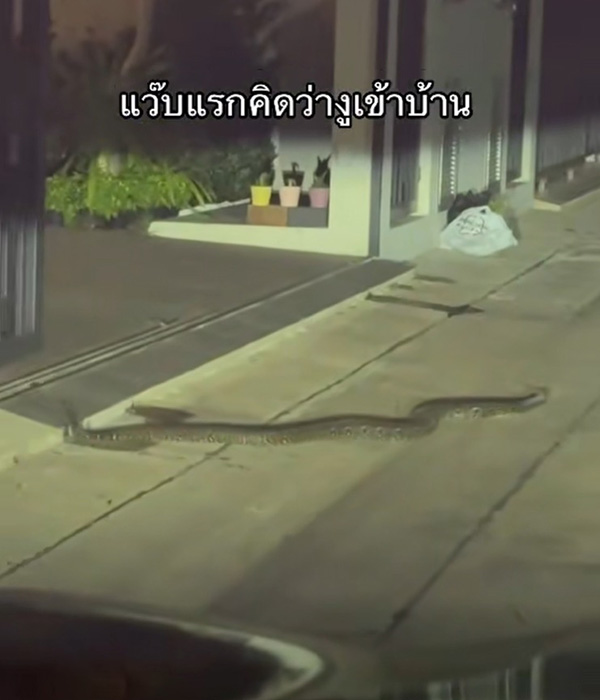งูเข้าบ้าน งูเข้าบ้าน