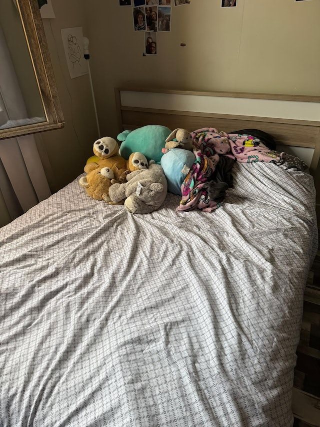 เจ้าของโพสต์ภาพให้ช่วยหาแมว เจ้าของโพสต์ภาพให้ช่วยหาแมว