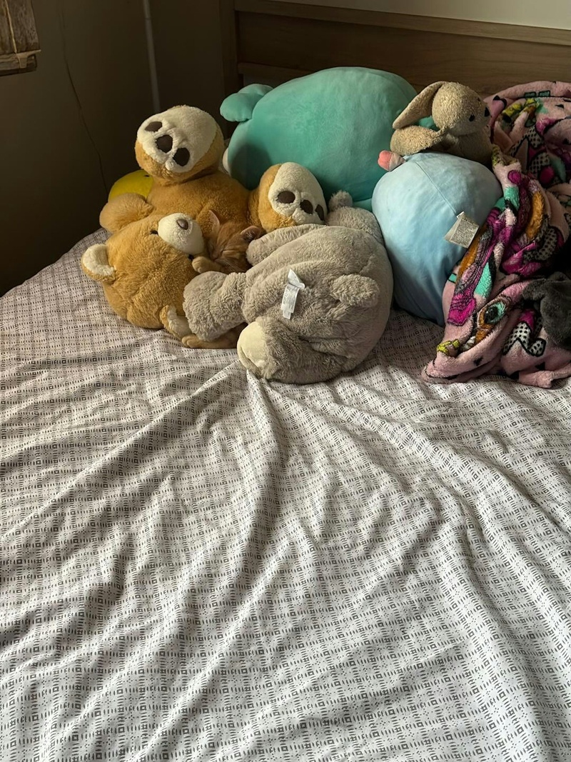 เจ้าของโพสต์ภาพให้ช่วยหาแมว เจ้าของโพสต์ภาพให้ช่วยหาแมว