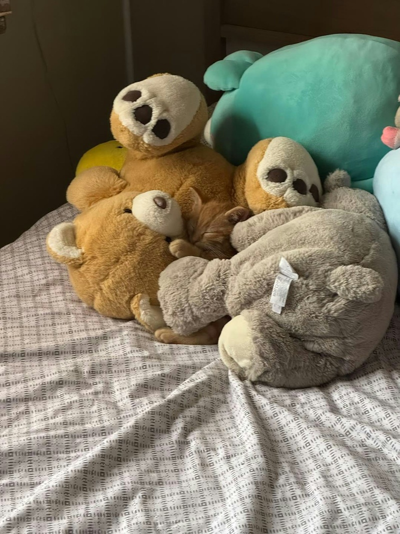 เจ้าของโพสต์ภาพให้ช่วยหาแมว เจ้าของโพสต์ภาพให้ช่วยหาแมว