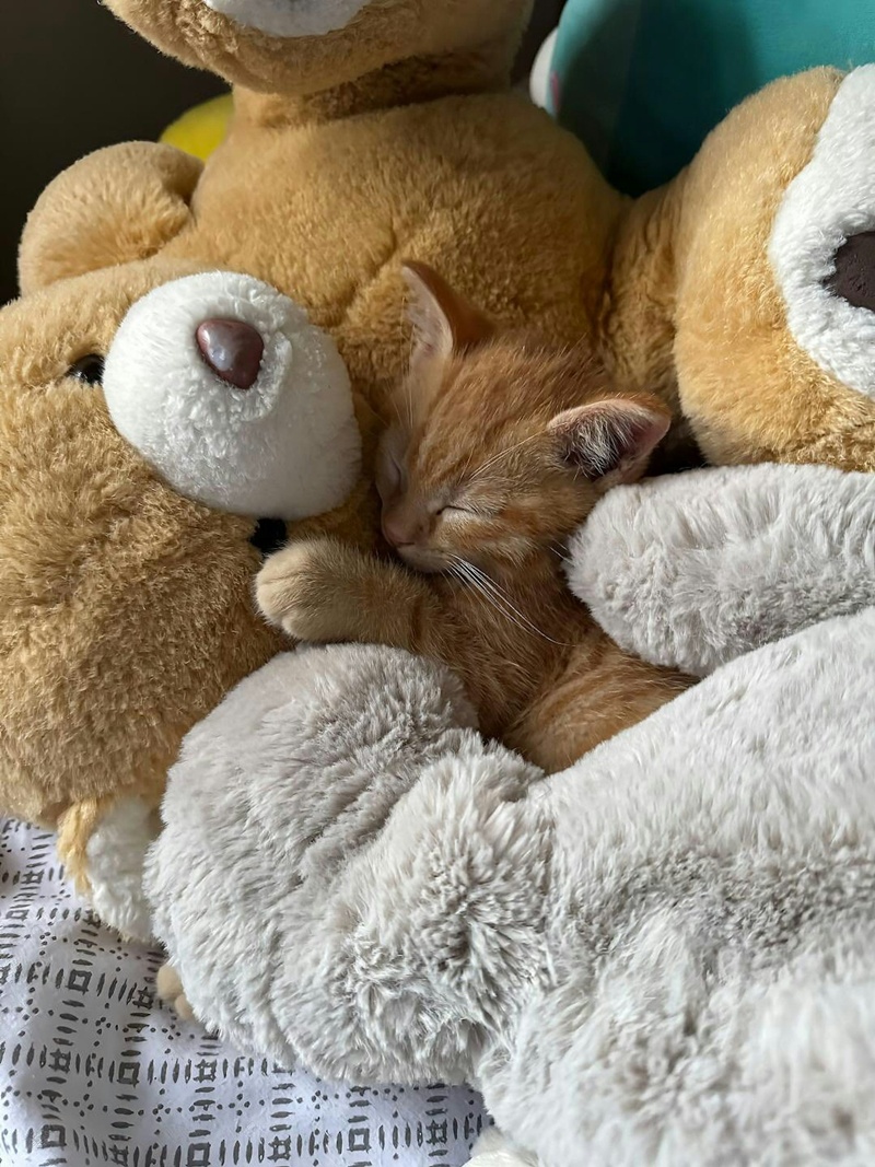 เจ้าของโพสต์ภาพให้ช่วยหาแมว เจ้าของโพสต์ภาพให้ช่วยหาแมว