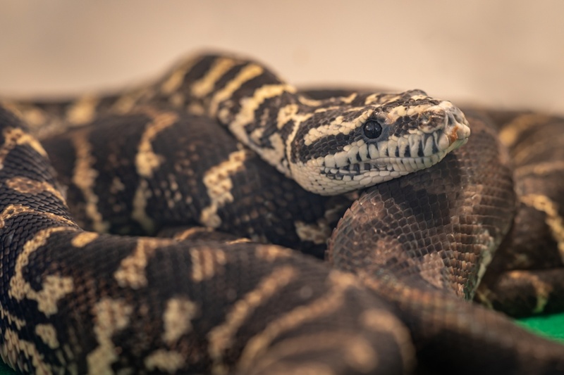 งูนอนทับ งูนอนทับ