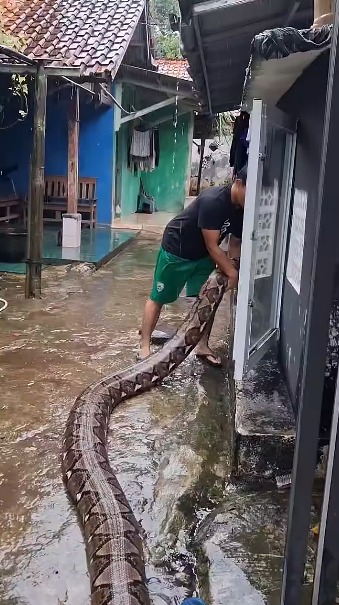 คนเลี้ยงงู คนเลี้ยงงู