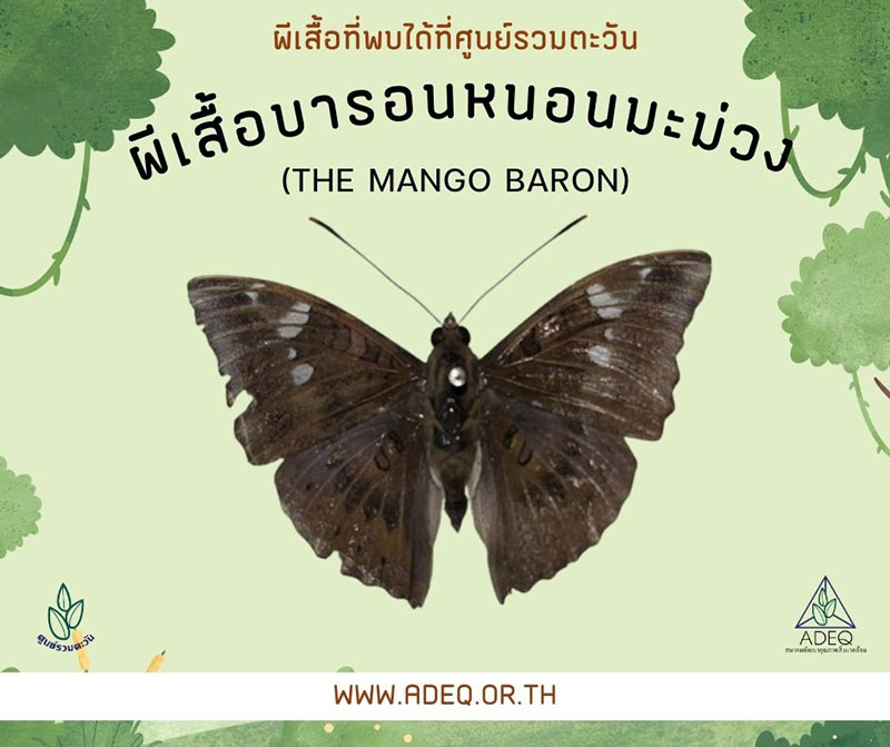 ผีเสื้อบารอนหนอนมะม่วง ผีเสื้อบารอนหนอนมะม่วง