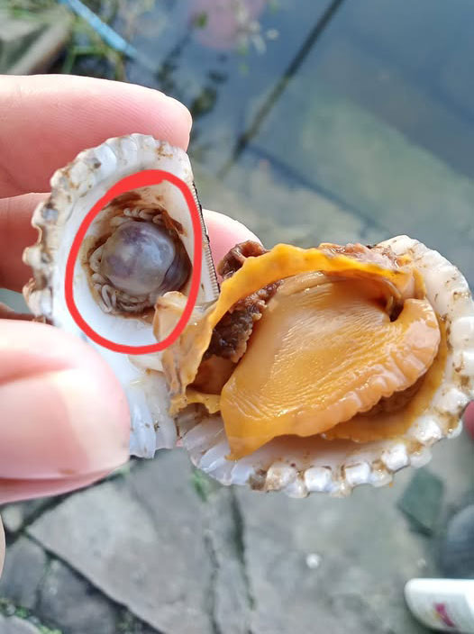 ภาพสัตว์ปริศนา ภาพสัตว์ปริศนา