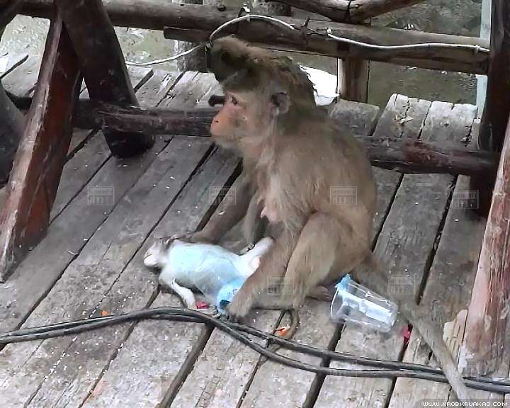 แม่ลิงแสมอุ้มลูกไว้กับอกเพื่อให้กินนม โดยไม่รู้ลูกตายแล้ว แม่ลิงแสมอุ้มลูกไว้กับอกเพื่อให้กินนม โดยไม่รู้ลูกตายแล้ว