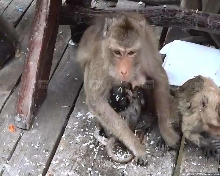 แม่ลิงแสมอุ้มลูกไว้กับอกเพื่อให้กินนม โดยไม่รู้ลูกตายแล้ว แม่ลิงแสมอุ้มลูกไว้กับอกเพื่อให้กินนม โดยไม่รู้ลูกตายแล้ว