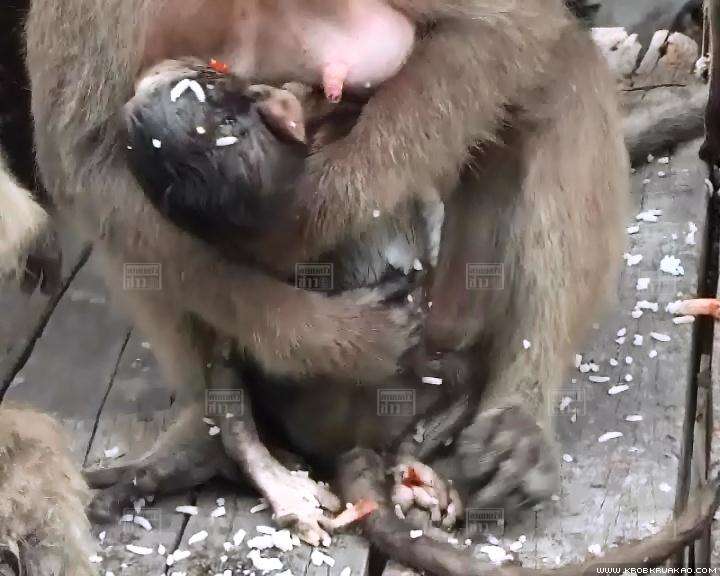 แม่ลิงแสมอุ้มลูกไว้กับอกเพื่อให้กินนม โดยไม่รู้ลูกตายแล้ว แม่ลิงแสมอุ้มลูกไว้กับอกเพื่อให้กินนม โดยไม่รู้ลูกตายแล้ว