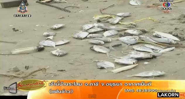 ปลาแป้นตายเกลื่อนหาดแม่รำพึง สงสัยเหตุคราบน้ำมัน หรือคนนำมาทิ้ง ปลาแป้นตายเกลื่อนหาดแม่รำพึง สงสัยเหตุคราบน้ำมัน หรือคนนำมาทิ้ง