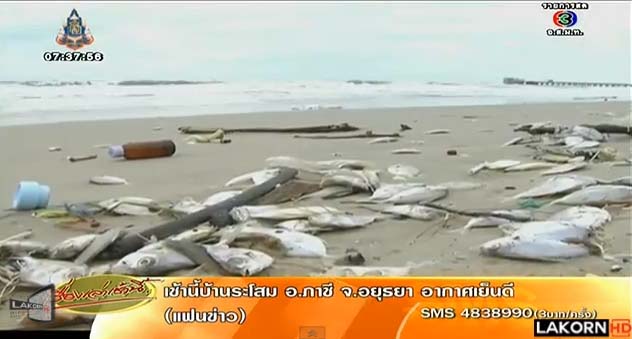 ปลาแป้นตายเกลื่อนหาดแม่รำพึง สงสัยเหตุคราบน้ำมัน หรือคนนำมาทิ้ง ปลาแป้นตายเกลื่อนหาดแม่รำพึง สงสัยเหตุคราบน้ำมัน หรือคนนำมาทิ้ง