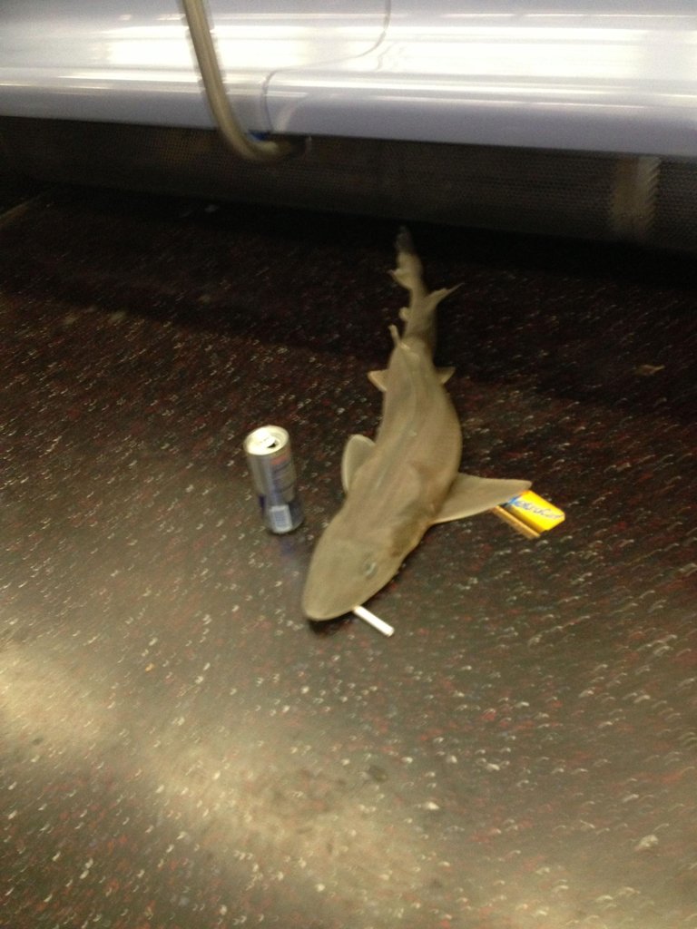 ผู้โดยสารตะลึง พบฉลามในรถไฟฟ้าใต้ดินนิวยอร์ก ผู้โดยสารตะลึง พบฉลามในรถไฟฟ้าใต้ดินนิวยอร์ก