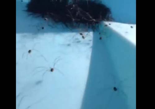 ขนลุก ! คลิปชายจิ้มก้อนขนปริศนา ผงะแมงมุมนับพันแตกฮือ ขนลุก ! คลิปชายจิ้มก้อนขนปริศนา ผงะแมงมุมนับพันแตกฮือ