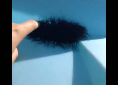 ขนลุก ! คลิปชายจิ้มก้อนขนปริศนา ผงะแมงมุมนับพันแตกฮือ ขนลุก ! คลิปชายจิ้มก้อนขนปริศนา ผงะแมงมุมนับพันแตกฮือ