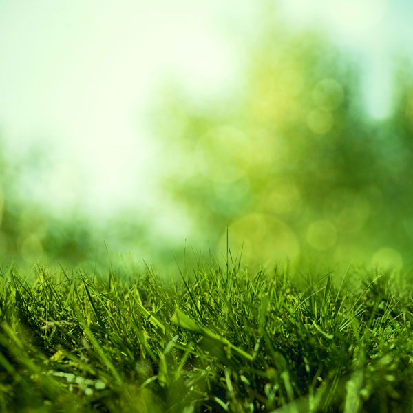 การทดลองเรื่องกลิ่น การทดลองเรื่องกลิ่น