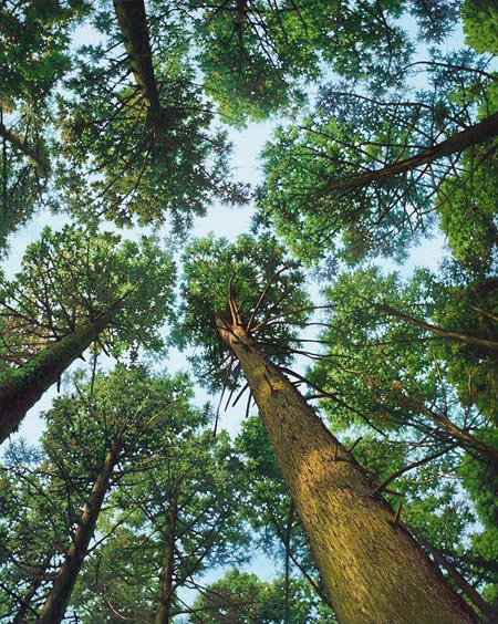 ภาพวาดเสมือนจริง ภาพวาดเสมือนจริง