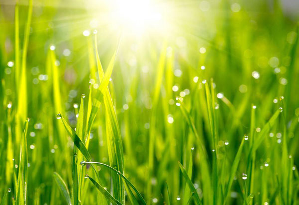 กลิ่นหญ้า กลิ่นหญ้า