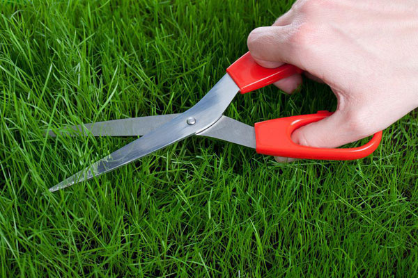 กลิ่นหญ้า กลิ่นหญ้า